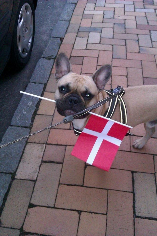 Fransk bulldog Perry billede 2