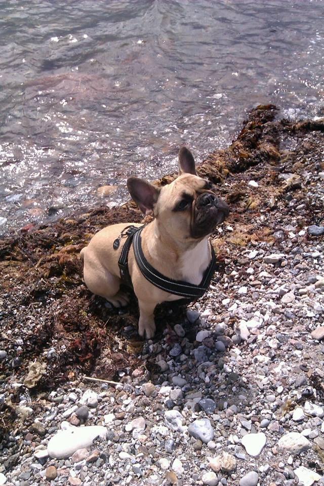 Fransk bulldog Perry billede 1