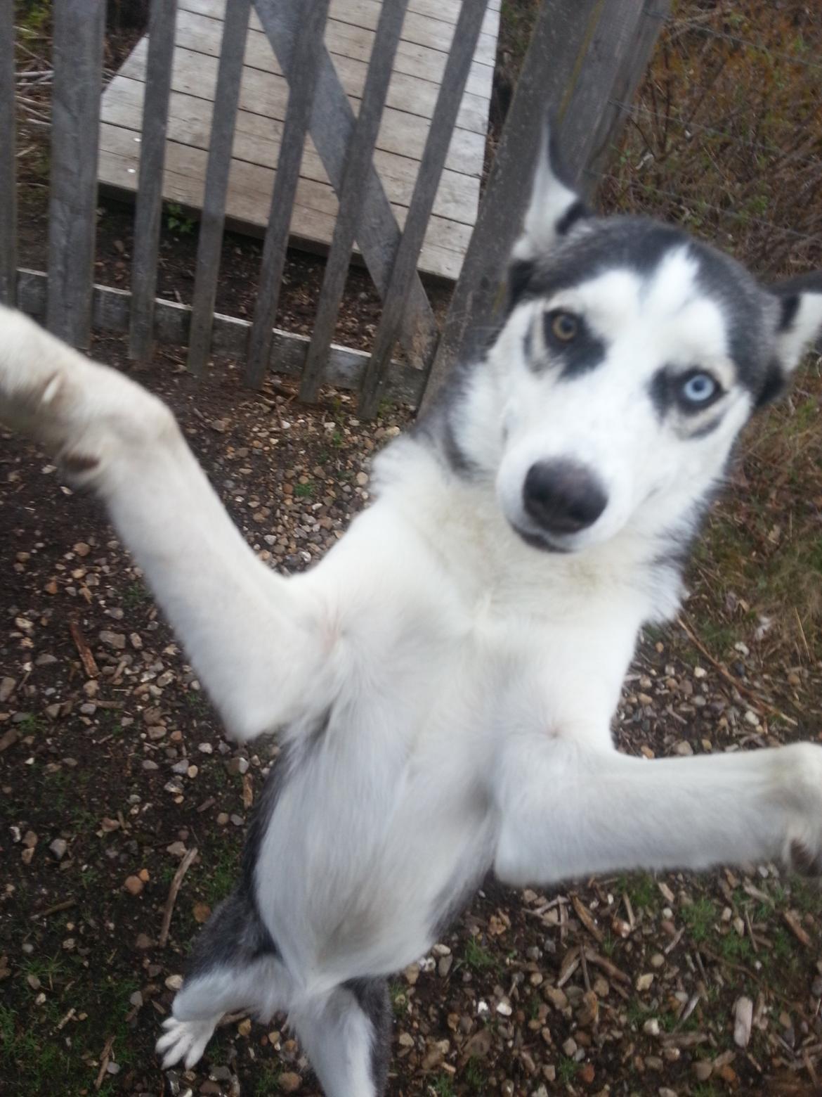 Siberian husky Gaia - Krammer mor:-) billede 19