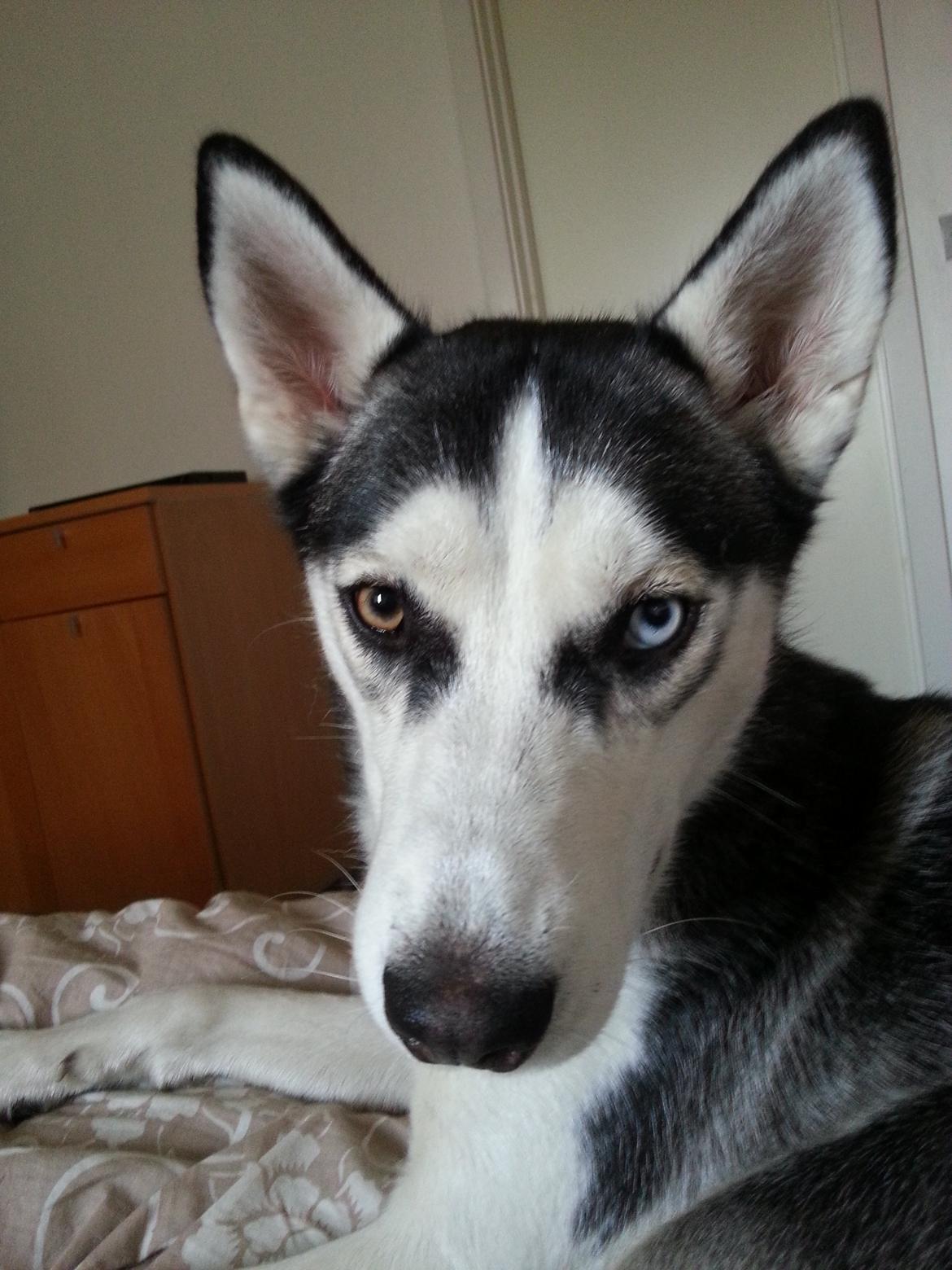 Siberian husky Gaia - Uskyldig = MIG!
 billede 20