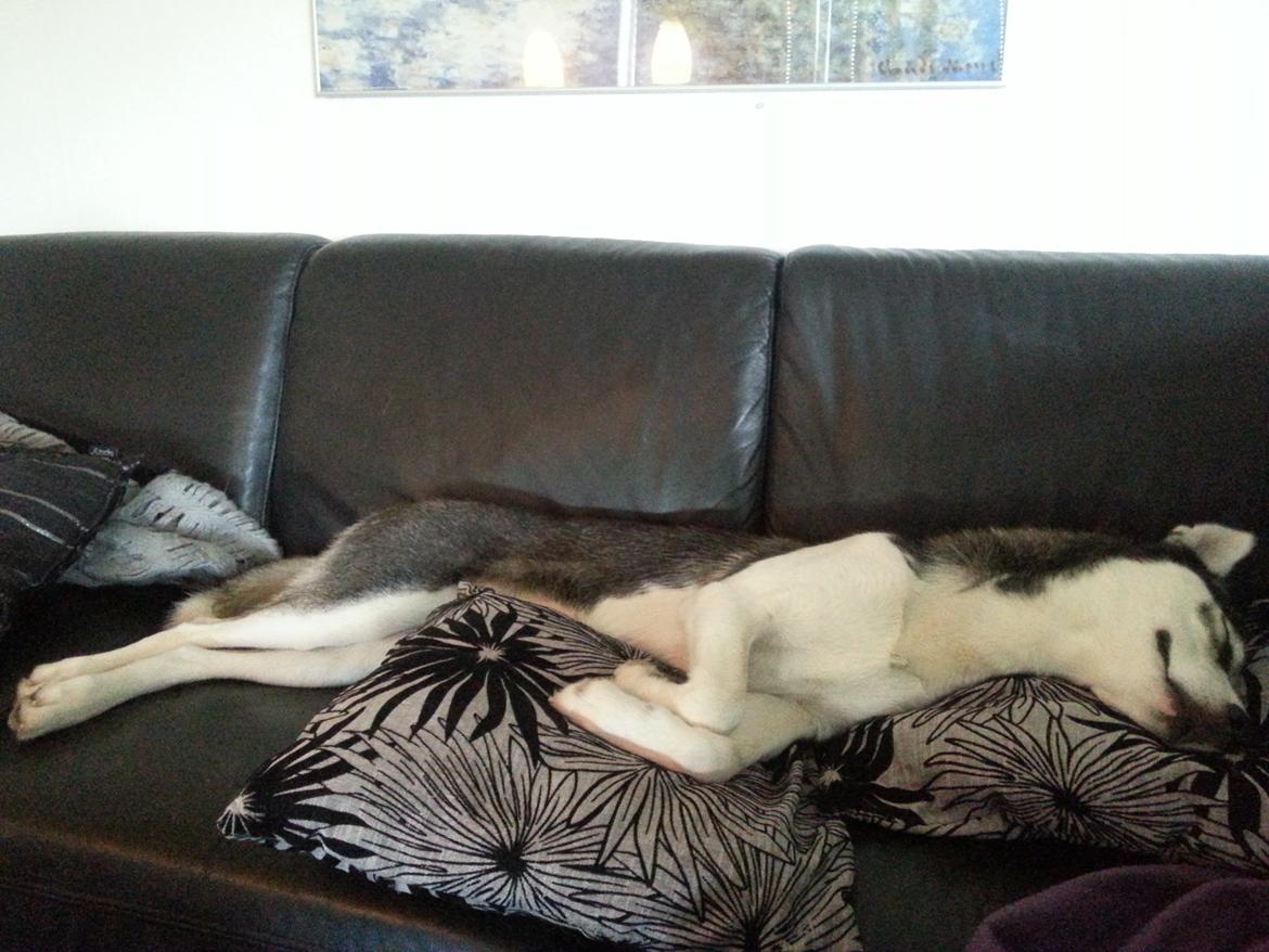 Siberian husky Gaia - Træt.dk billede 21