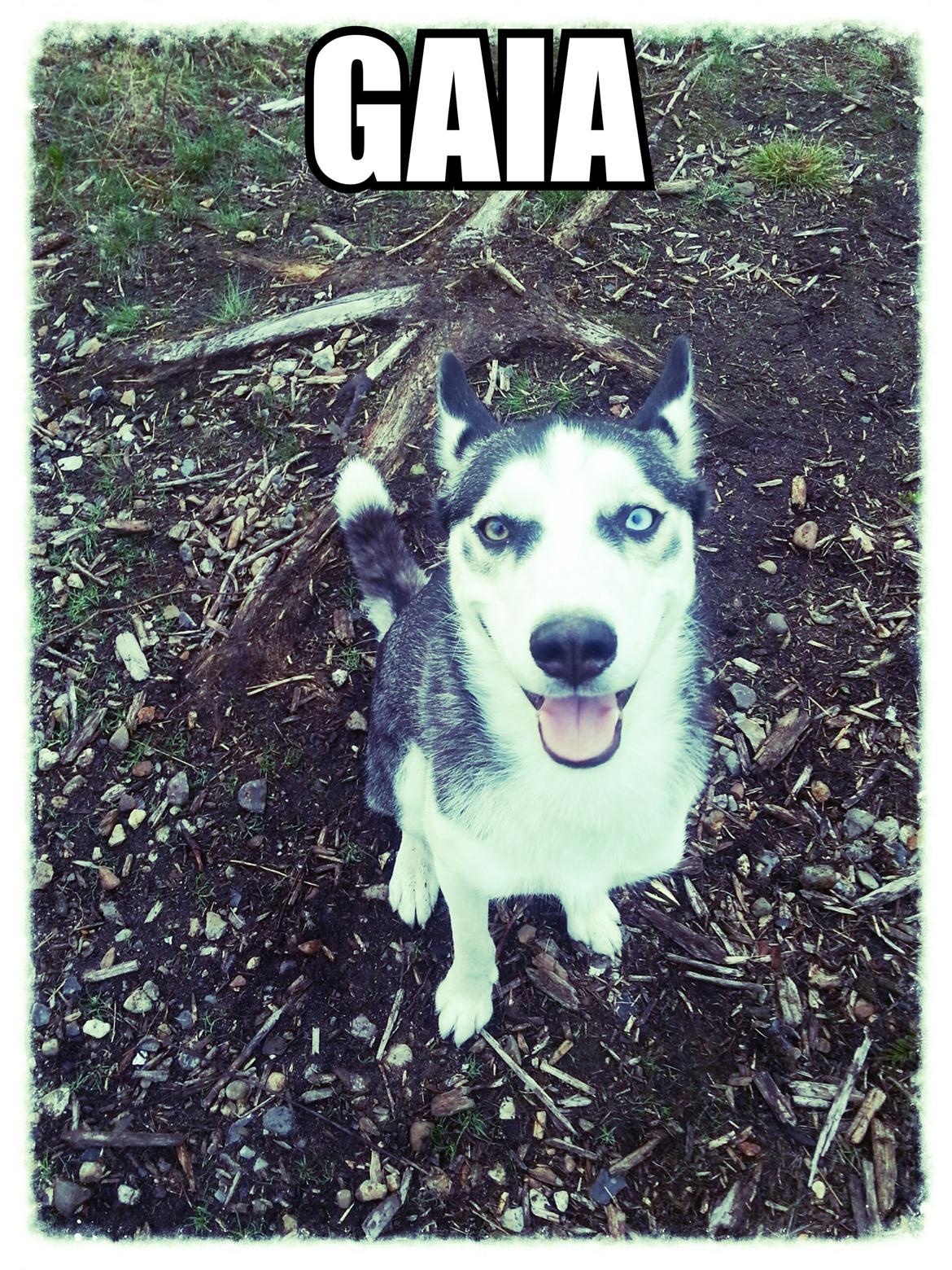 Siberian husky Gaia billede 22