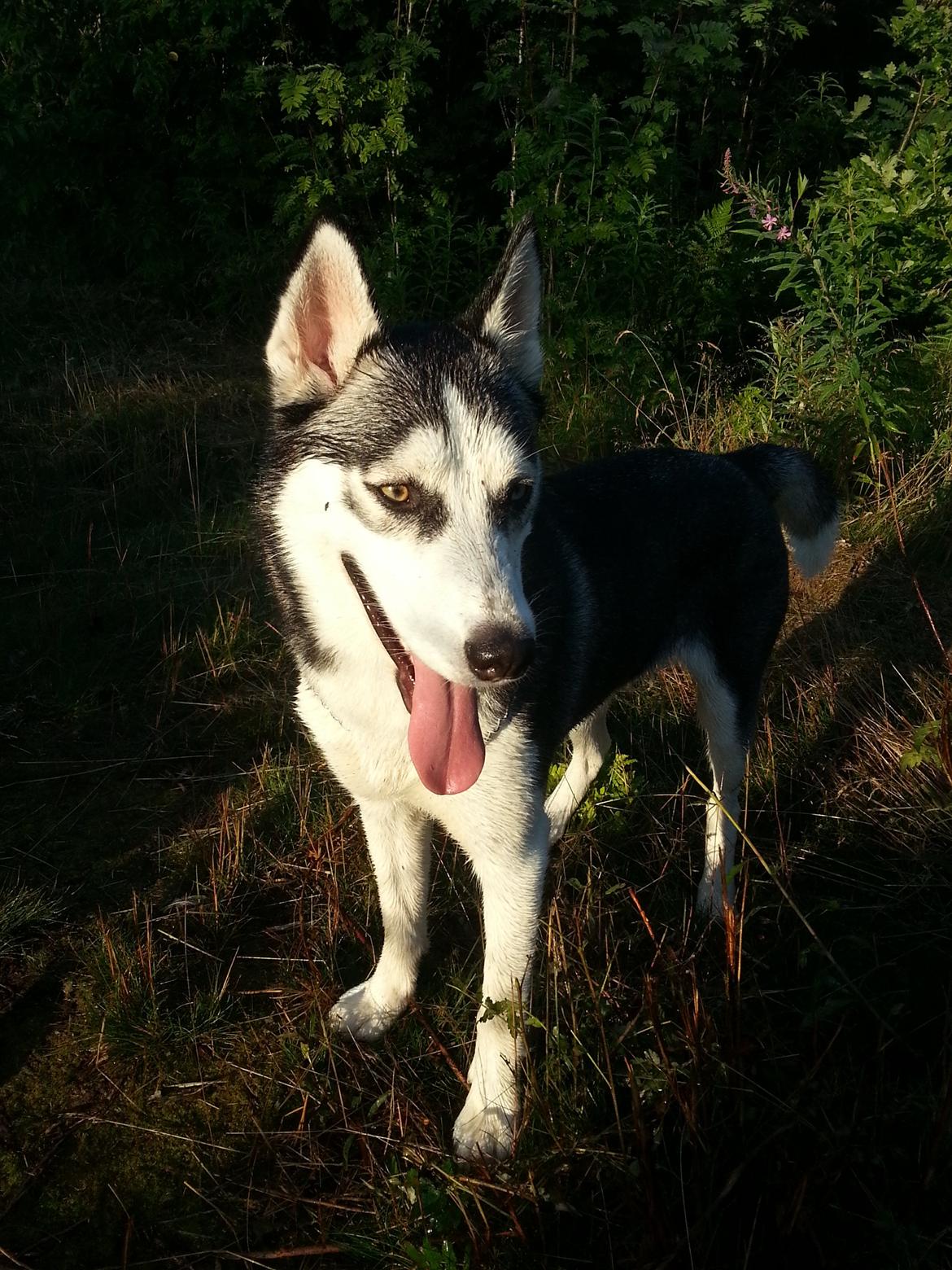 Siberian husky Gaia billede 23