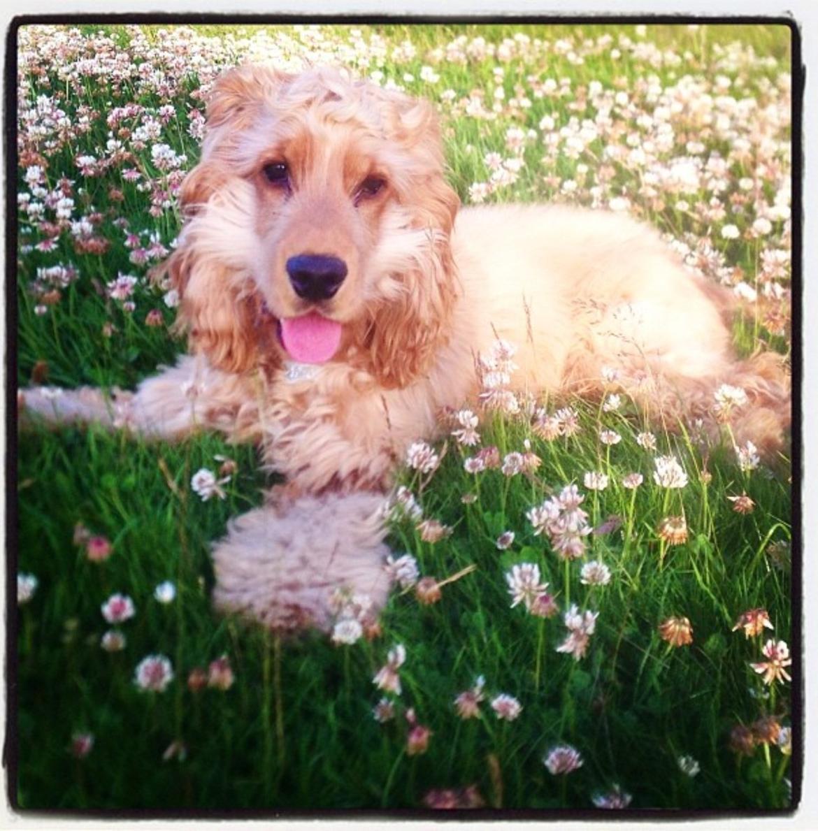 Cocker spaniel Felix billede 10