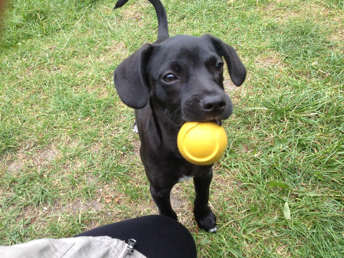 Blanding af racer Basse billede 2