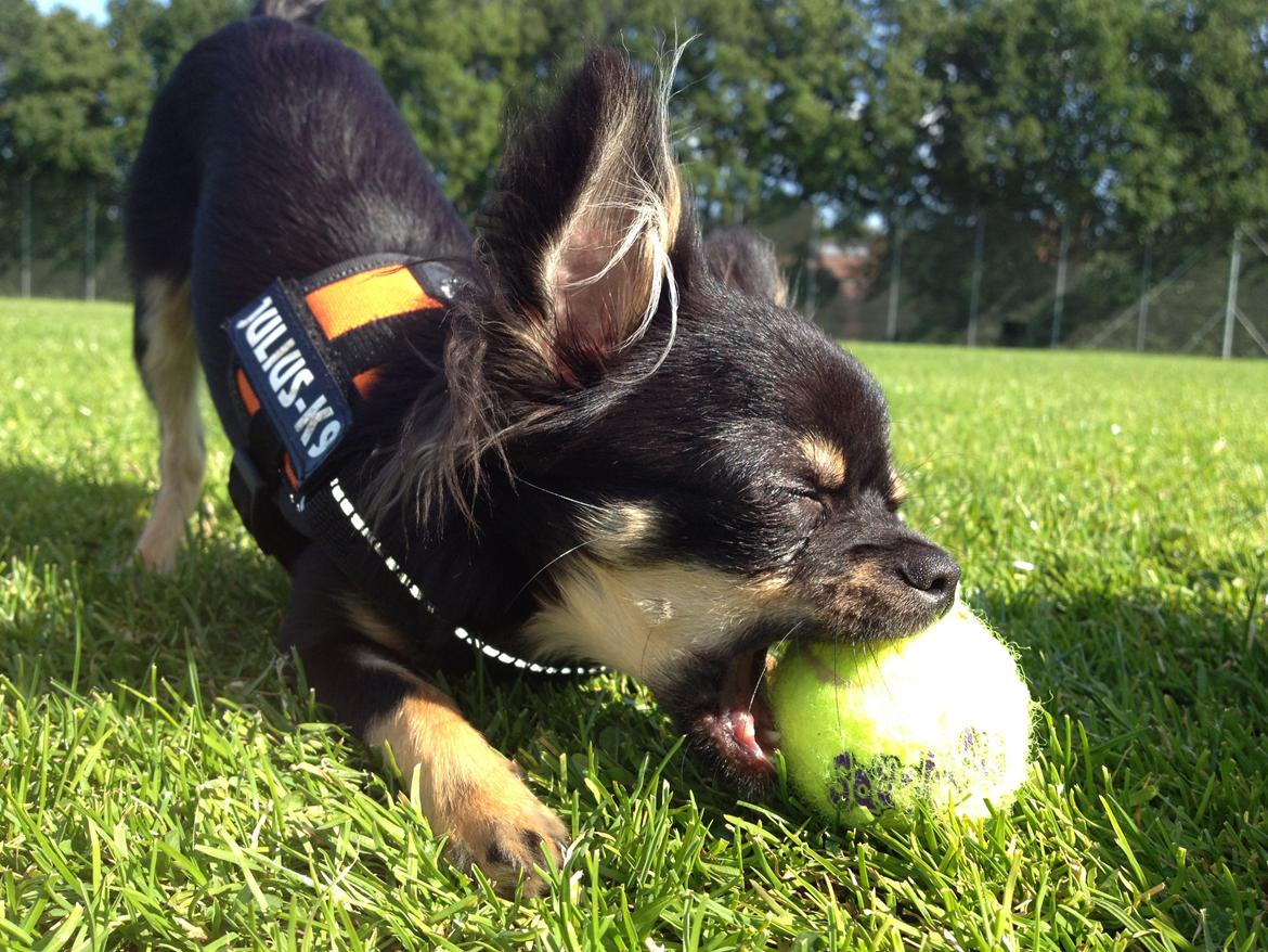 Chihuahua Lucky - 6,5 mdr billede 1