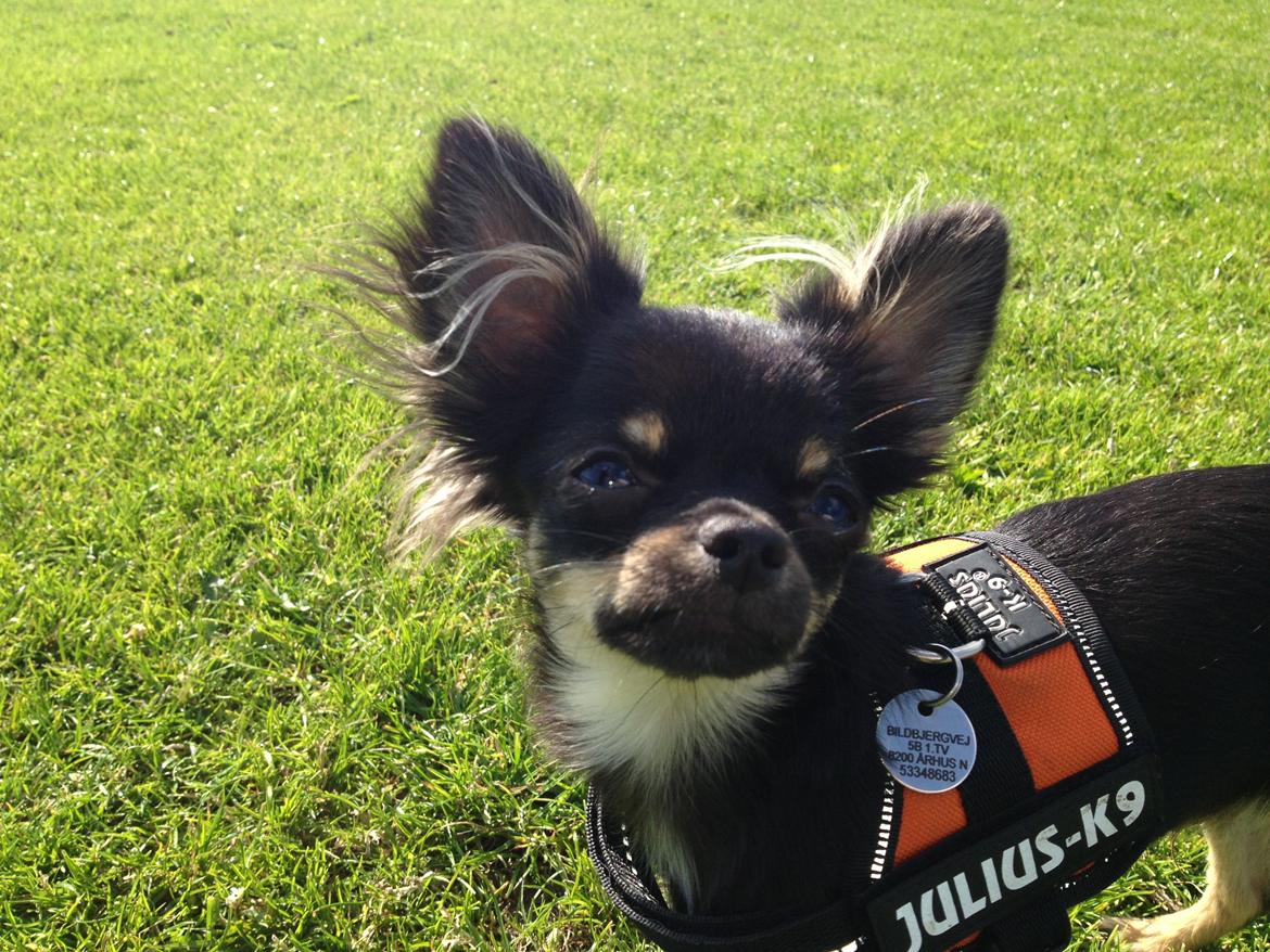 Chihuahua Lucky - 6,5 mdr billede 24