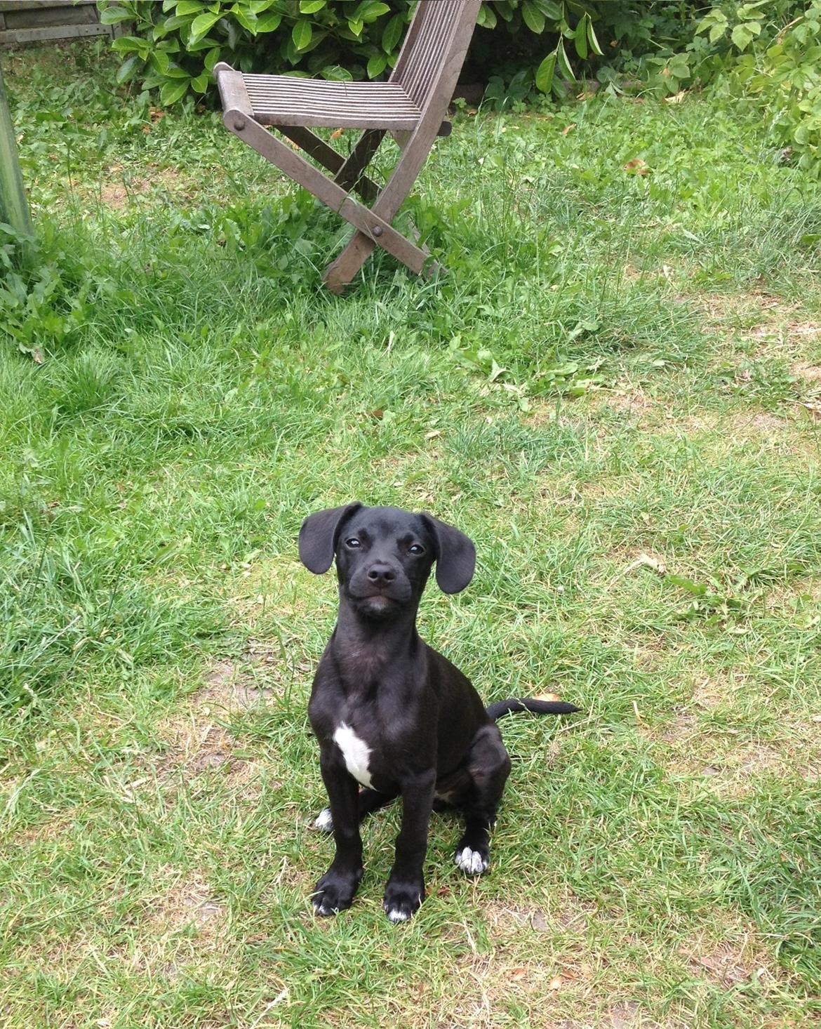 Blanding af racer Basse billede 3