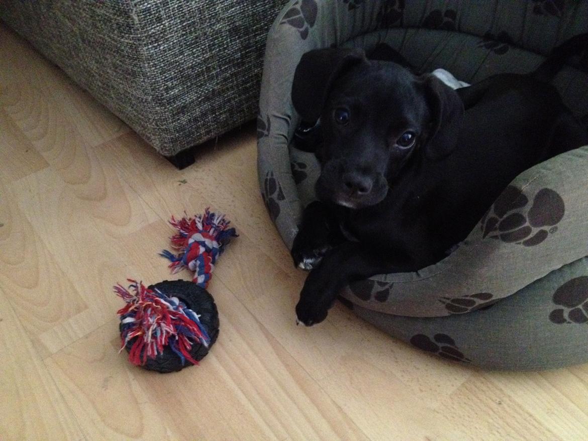 Blanding af racer Basse billede 7