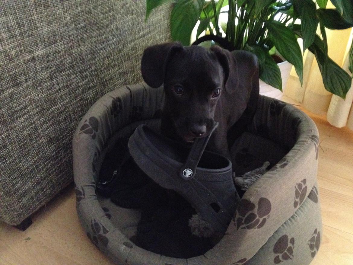 Blanding af racer Basse billede 6