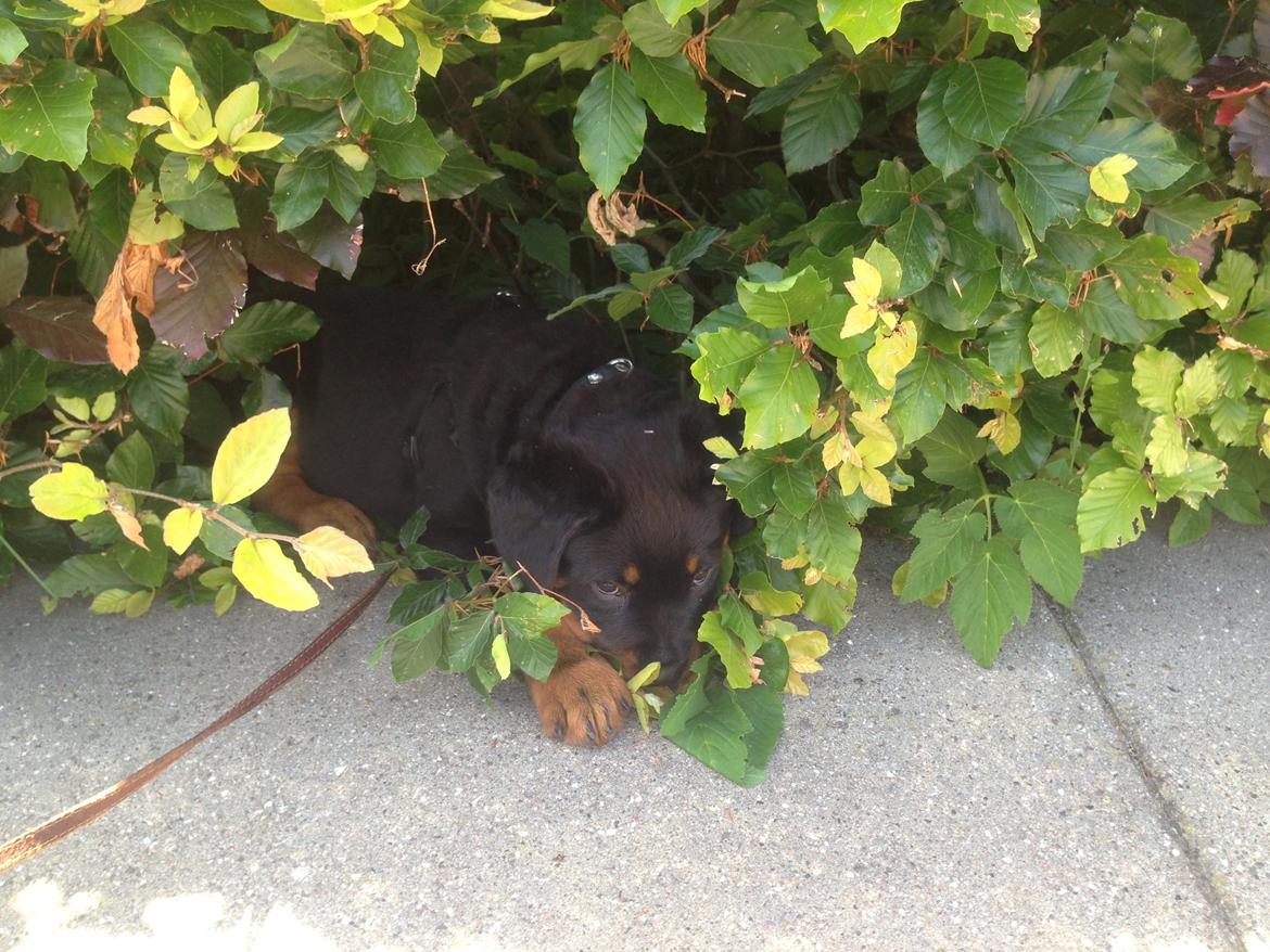 Rottweiler Kakestto's Jake billede 1