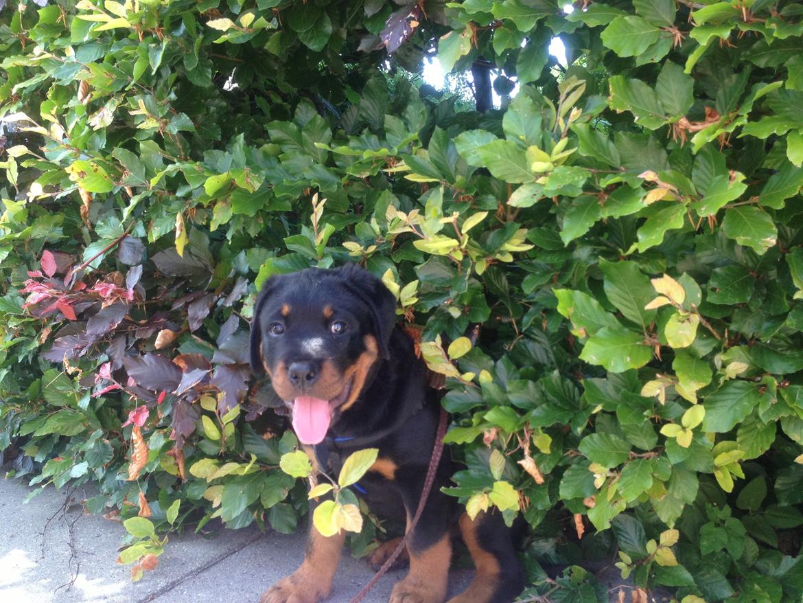 Rottweiler Kakestto's Jake billede 2