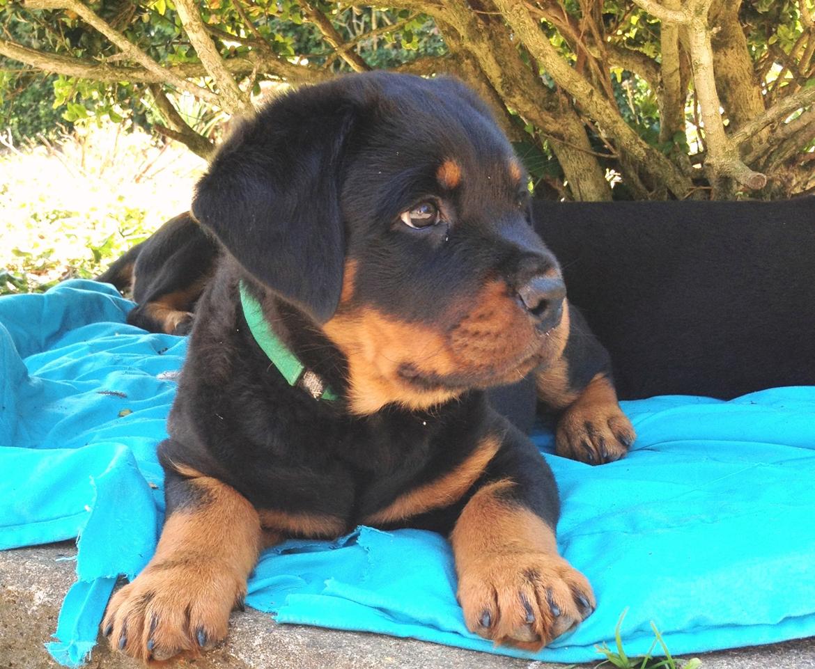 Rottweiler Kakestto's Jake billede 3