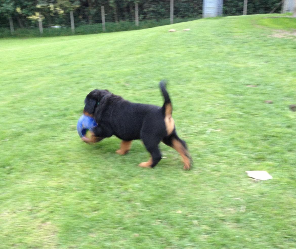 Rottweiler Kakestto's Jake billede 4