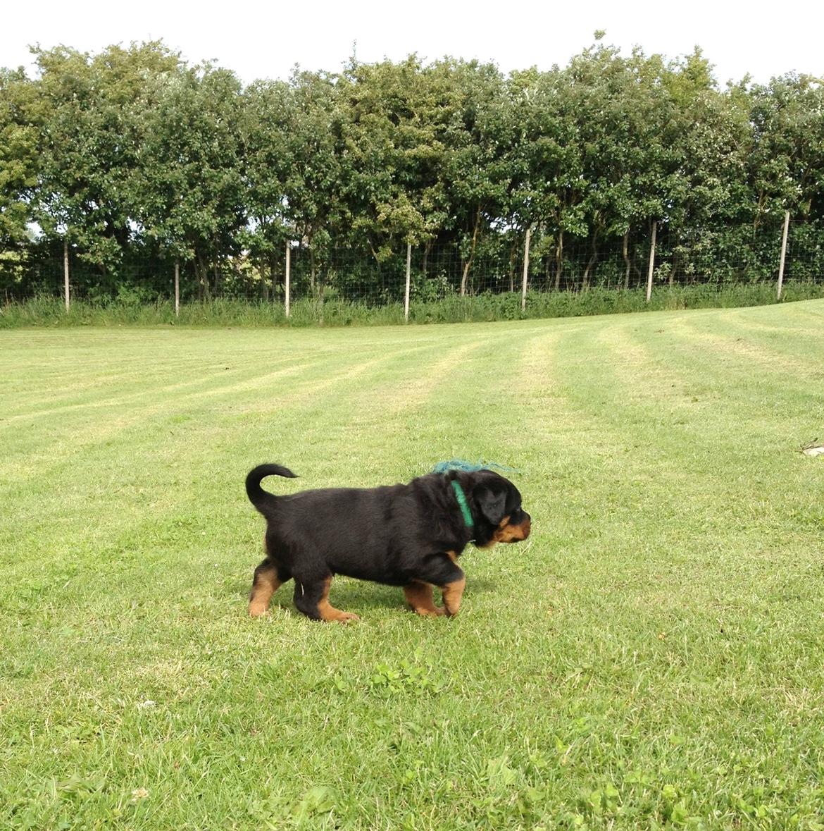 Rottweiler Kakestto's Jake billede 5