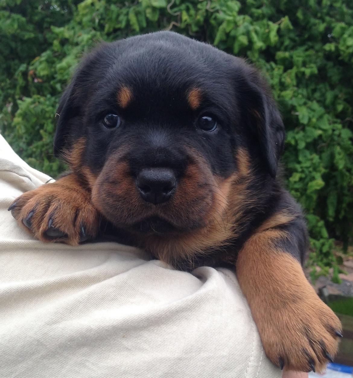 Rottweiler Kakestto's Jake billede 6