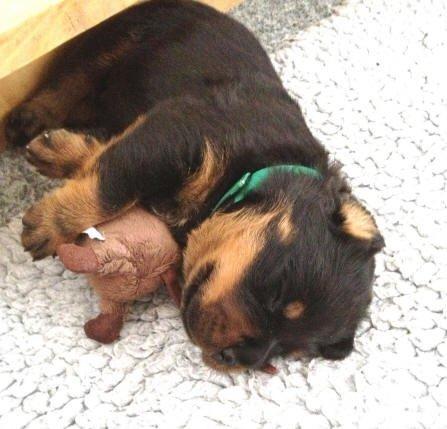 Rottweiler Kakestto's Jake billede 8