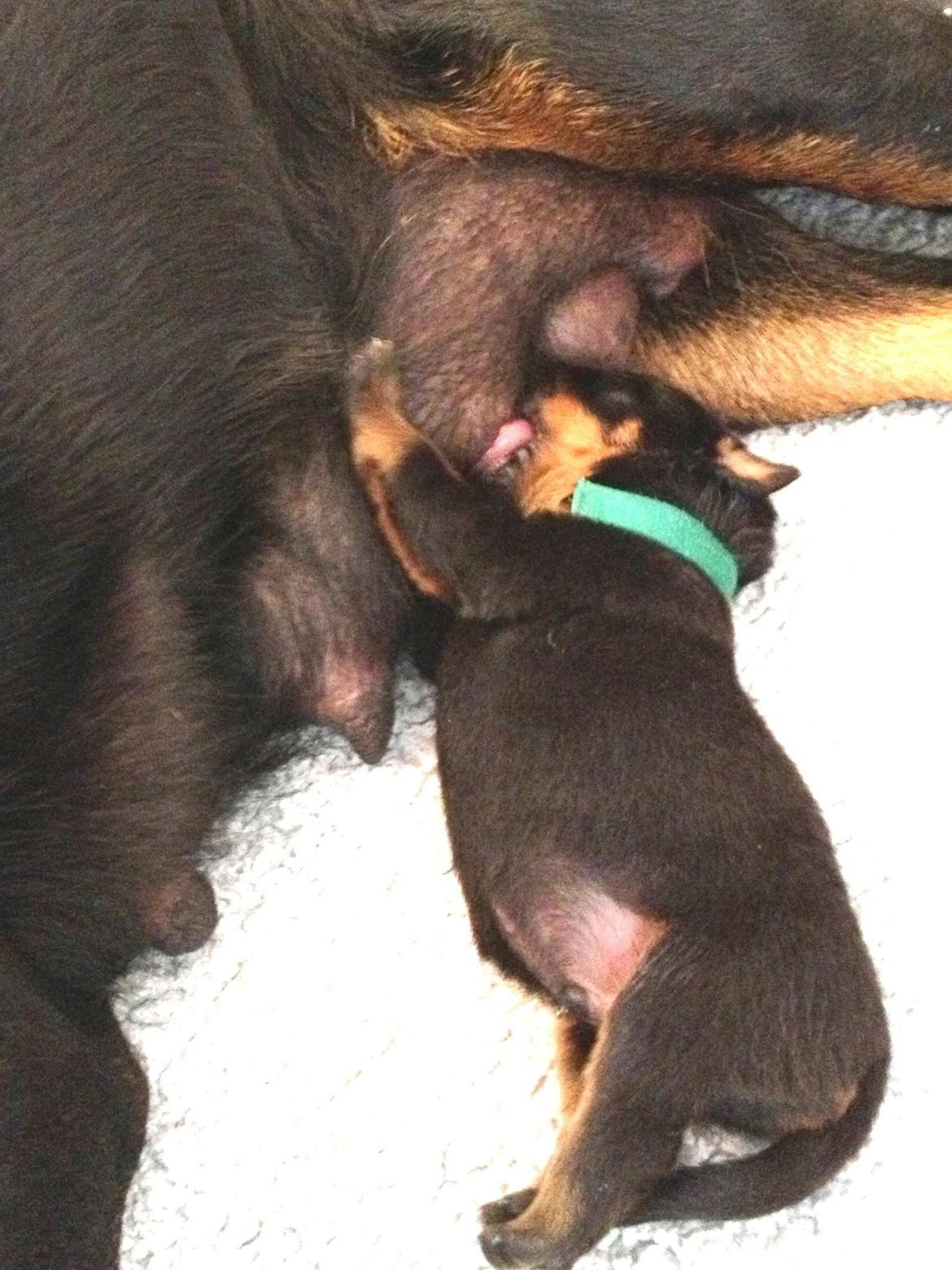 Rottweiler Kakestto's Jake billede 9