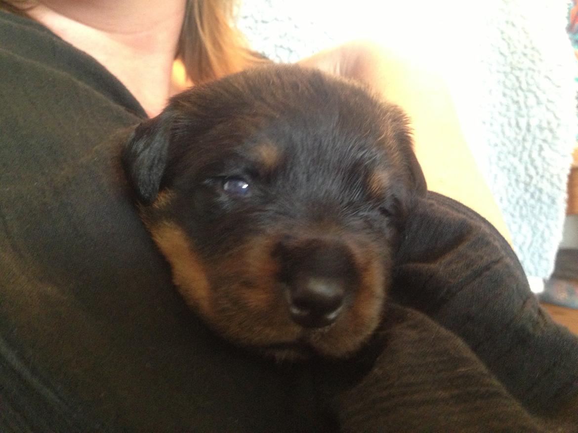 Rottweiler Kakestto's Jake billede 10