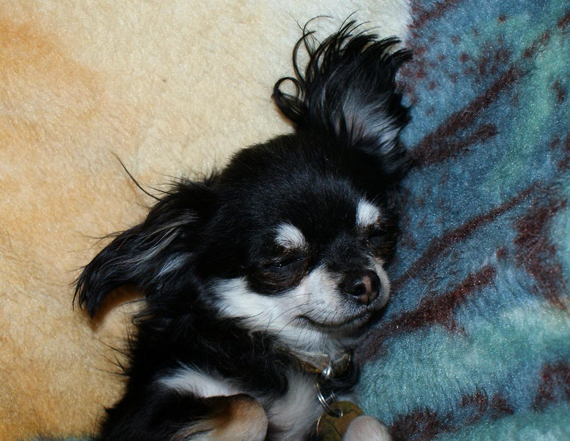 Chihuahua Rotte billede 2