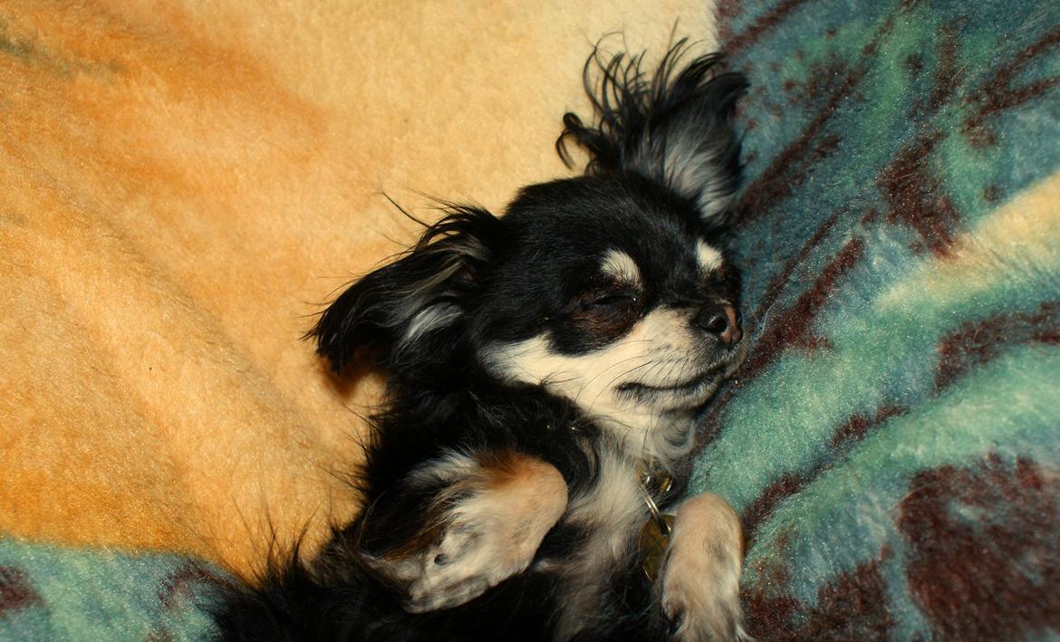 Chihuahua Rotte billede 3