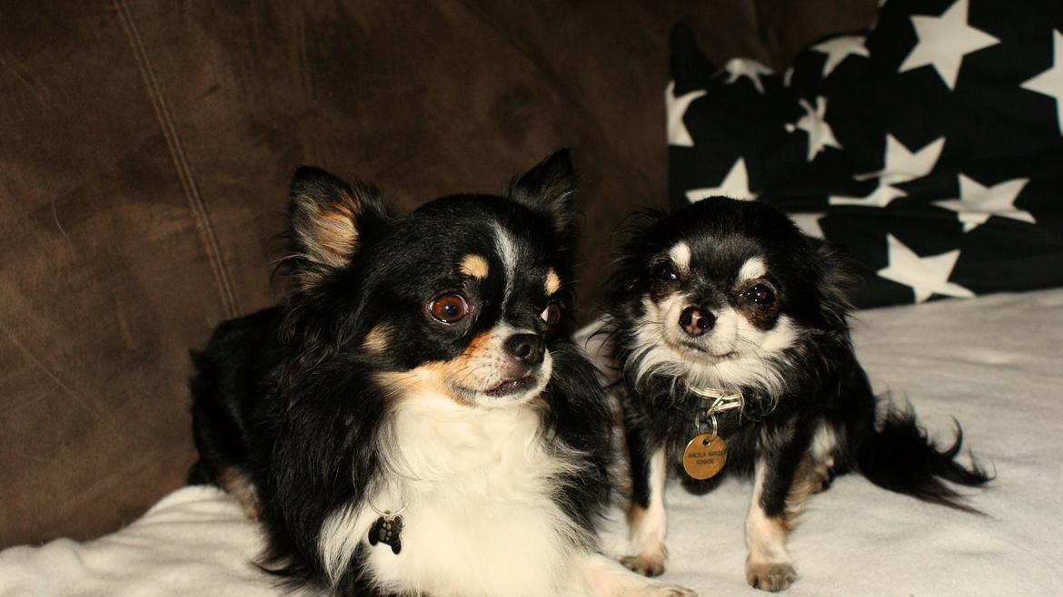 Chihuahua Rotte billede 8