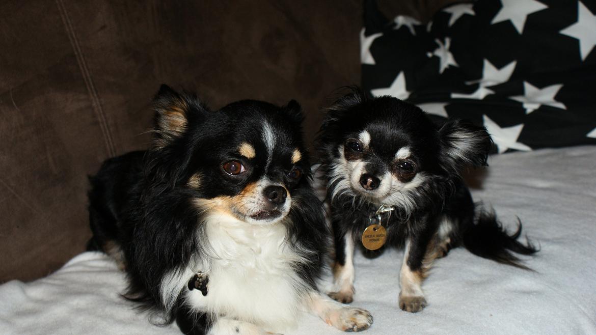 Chihuahua Rotte billede 9