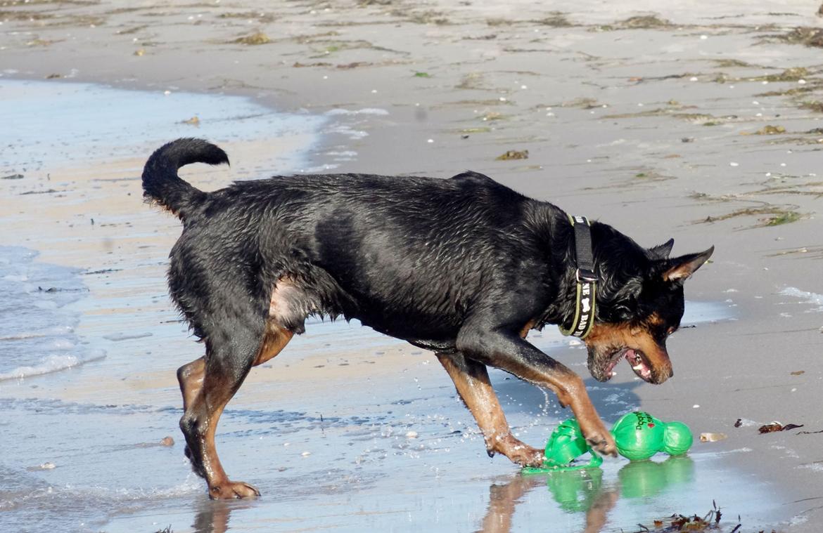 Rottweiler Vom Hause Kanku's Wictor. - Juli 2013 billede 24