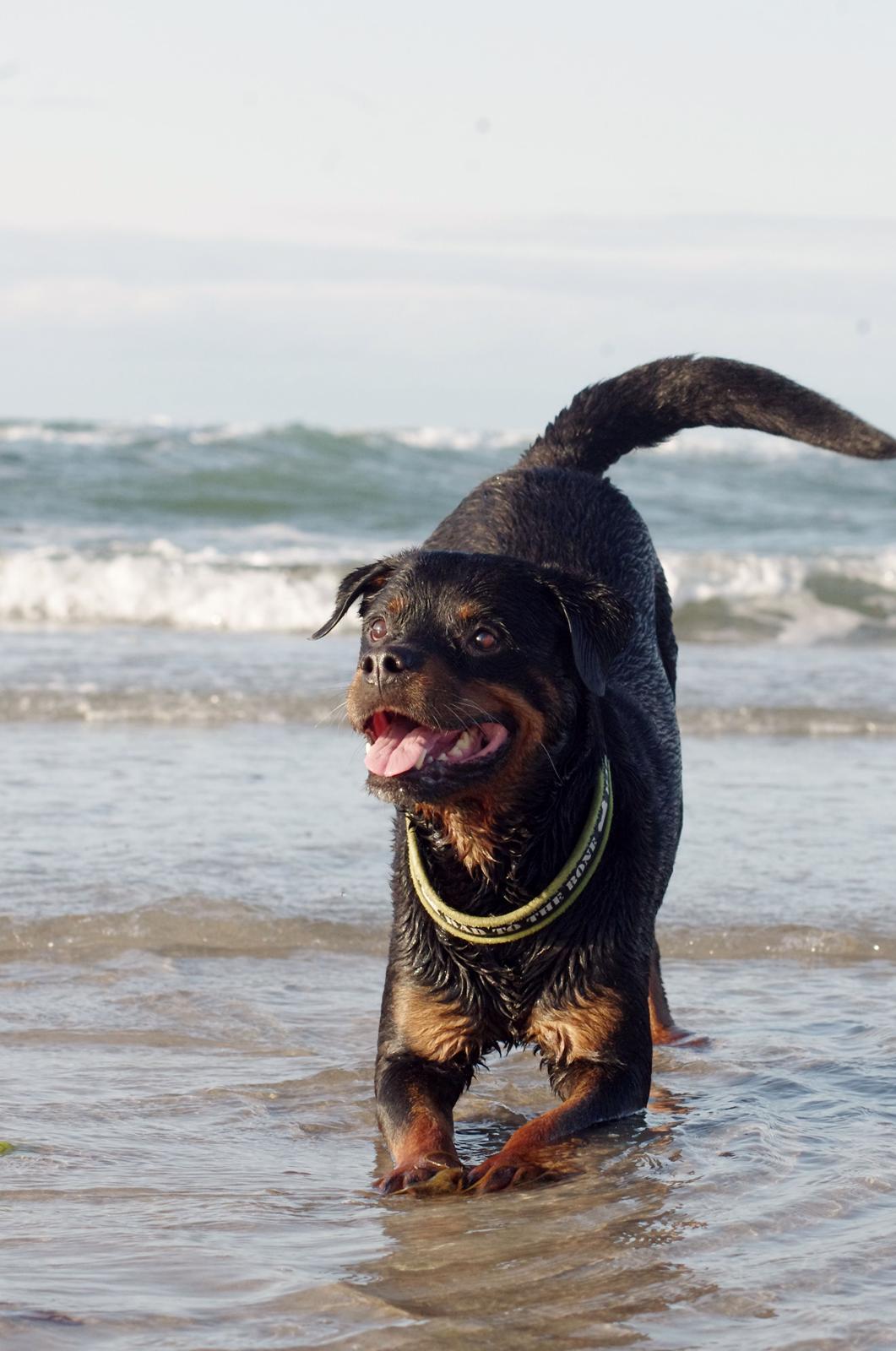 Rottweiler Vom Hause Kanku's Wictor. - Juli 2013 billede 23