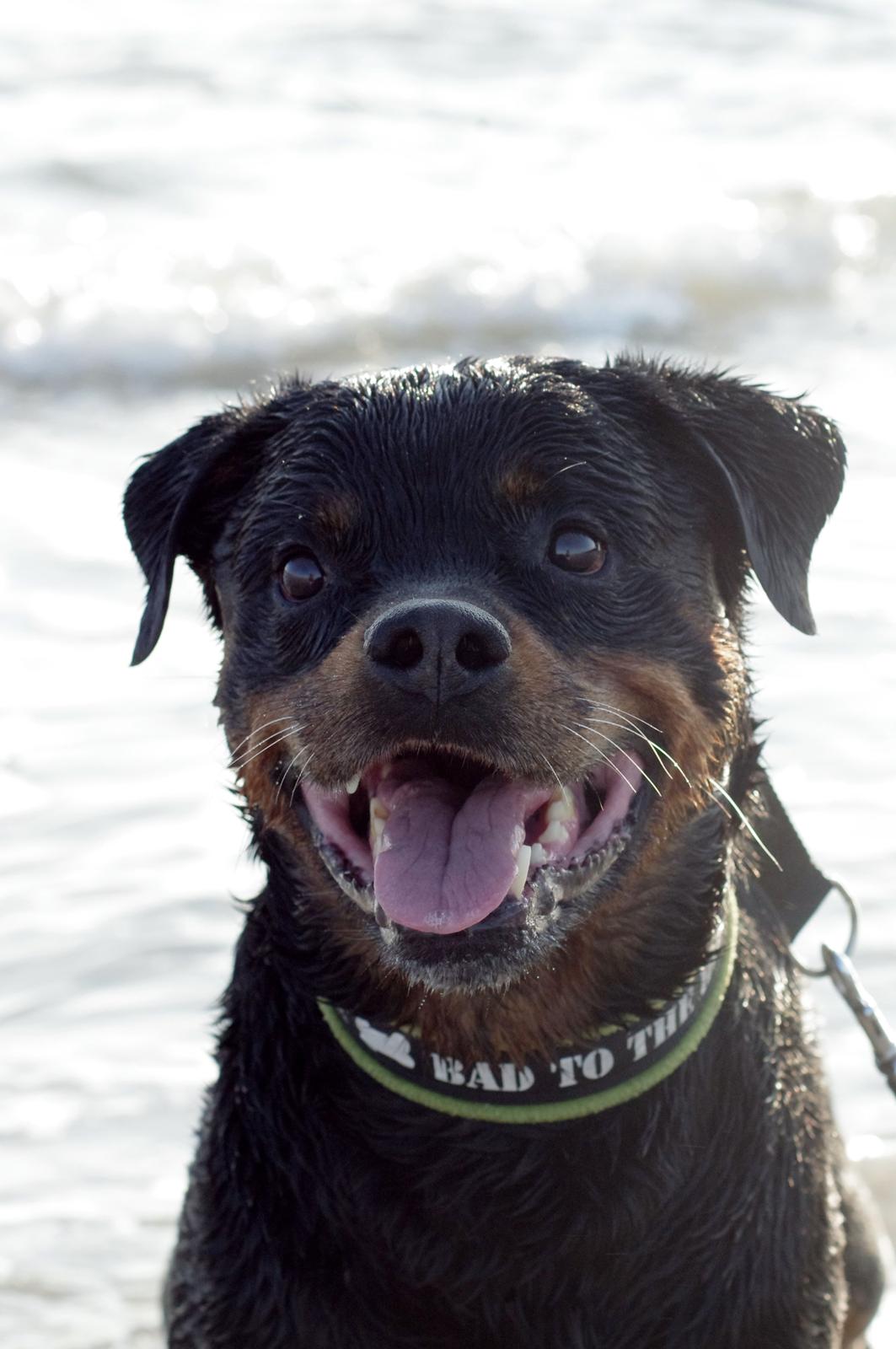 Rottweiler Vom Hause Kanku's Wictor. - Juli 2013 billede 14