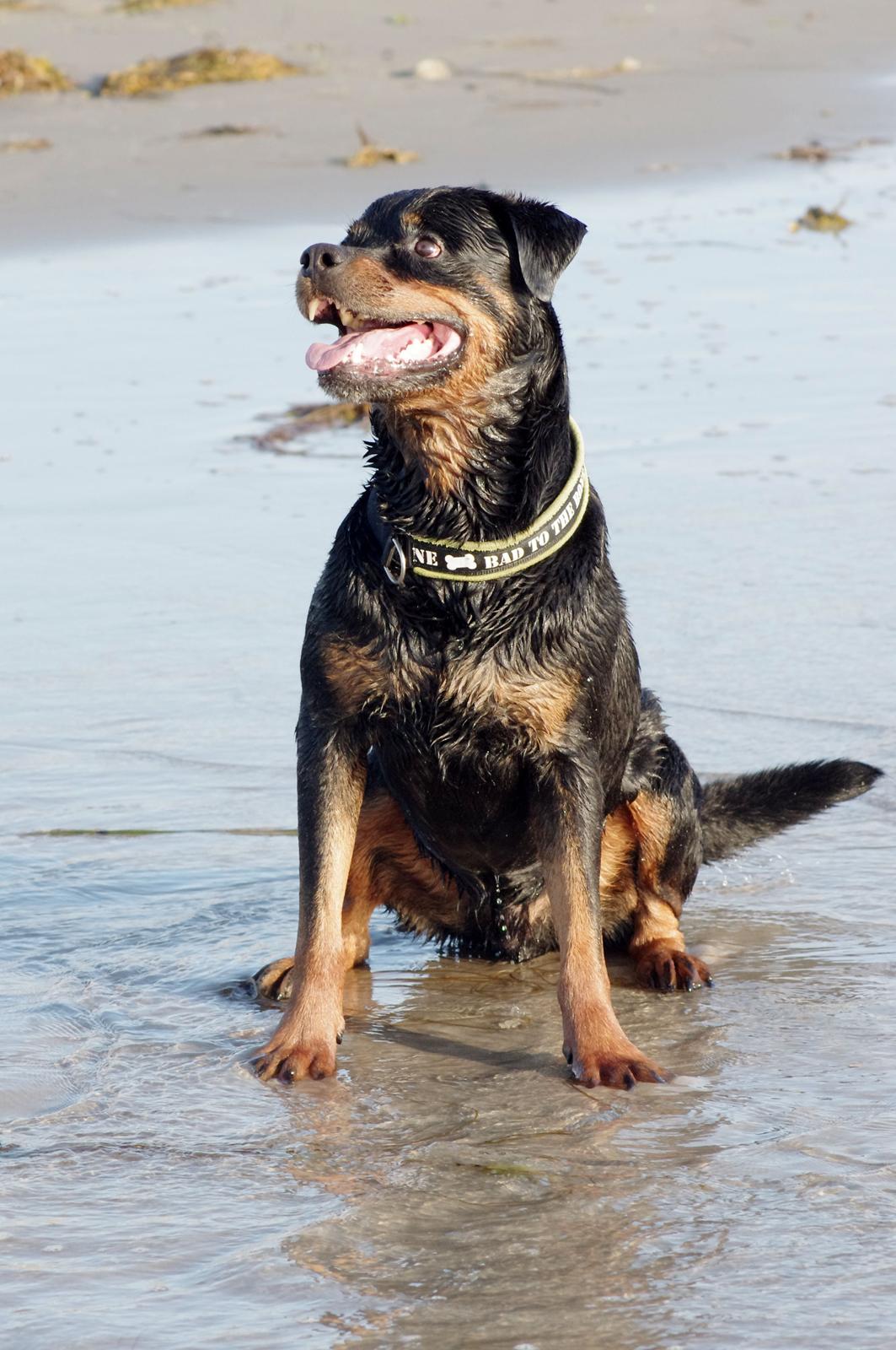 Rottweiler Vom Hause Kanku's Wictor. - Juli 2013 billede 15