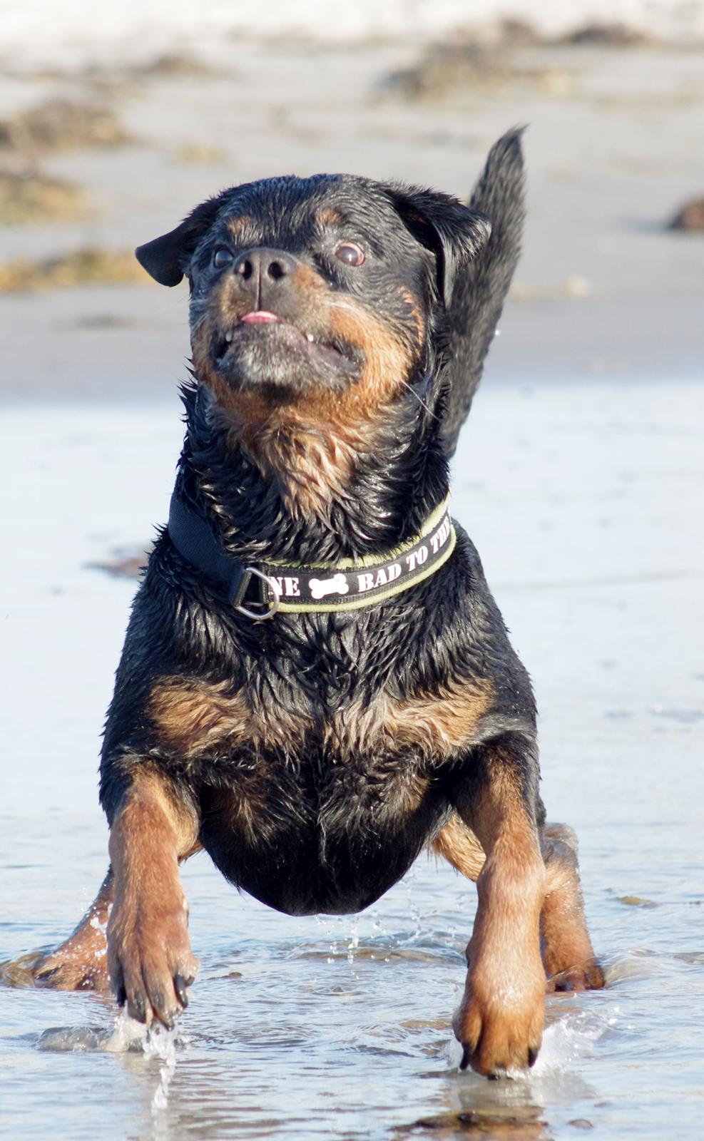 Rottweiler Vom Hause Kanku's Wictor. - Juli 2013
Selv den smukkeste Rotte, kan man tage grimme billeder af *G* billede 16