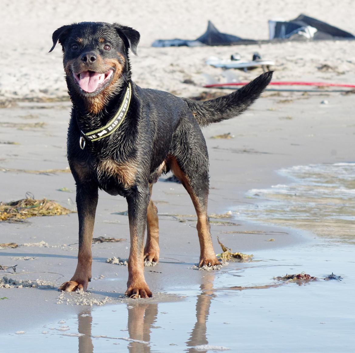 Rottweiler Vom Hause Kanku's Wictor. - Juli 2013 billede 21