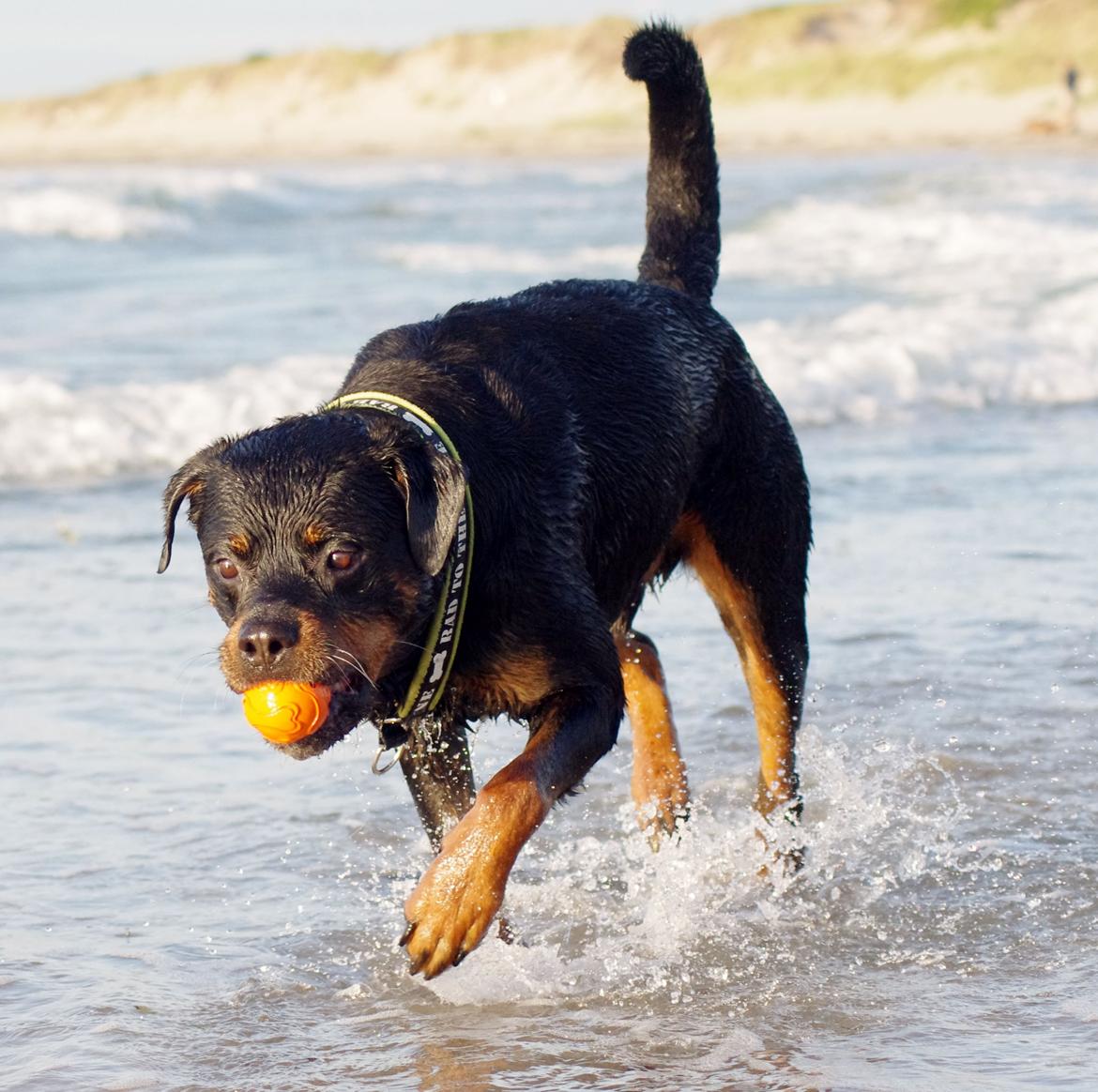 Rottweiler Vom Hause Kanku's Wictor. - Juli 2013 billede 22