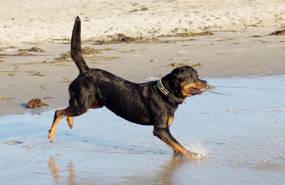 Rottweiler Vom Hause Kanku's Wictor. - Juli 2013 billede 20