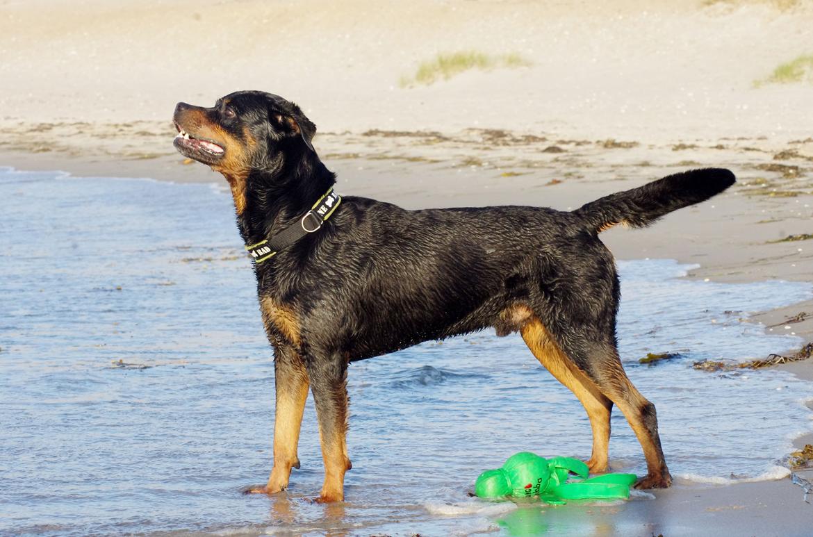 Rottweiler Vom Hause Kanku's Wictor. - Juli 2013 billede 17