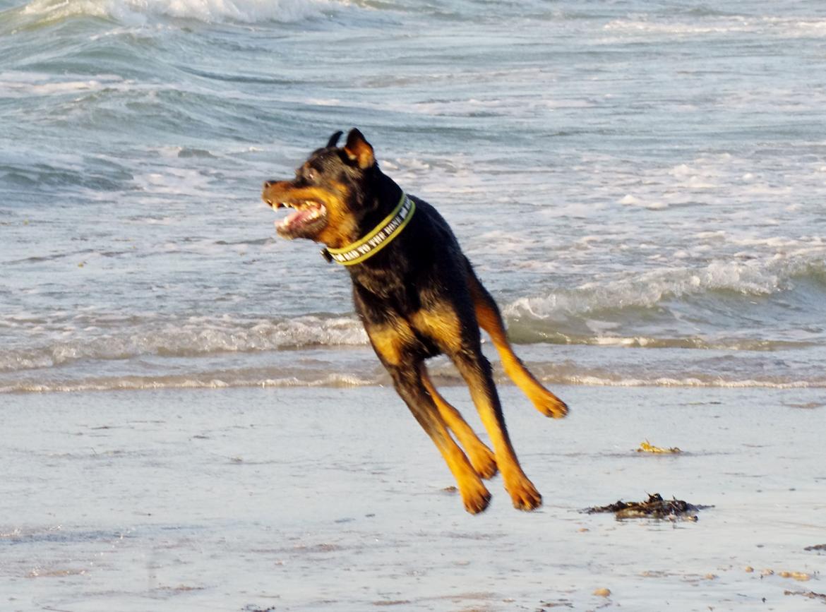 Rottweiler Vom Hause Kanku's Wictor. - Juli 2013 billede 19
