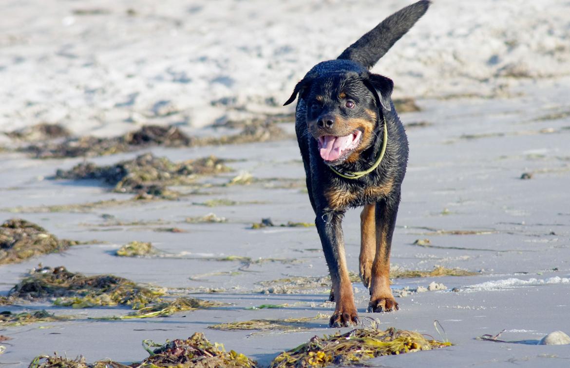 Rottweiler Vom Hause Kanku's Wictor. - Juli 2013 billede 18