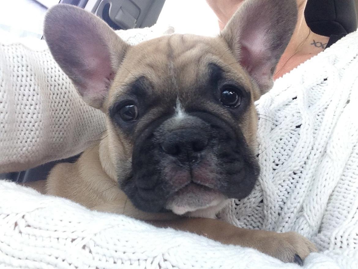 Fransk bulldog Joe - Den første dag på vej hjem i bilen til mit nye hjem.. 9 uger gammel.. billede 38