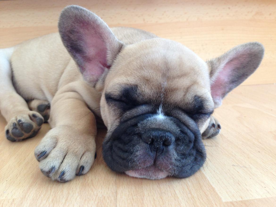 Fransk bulldog Joe - Og lidt mere søvn.. :D billede 34
