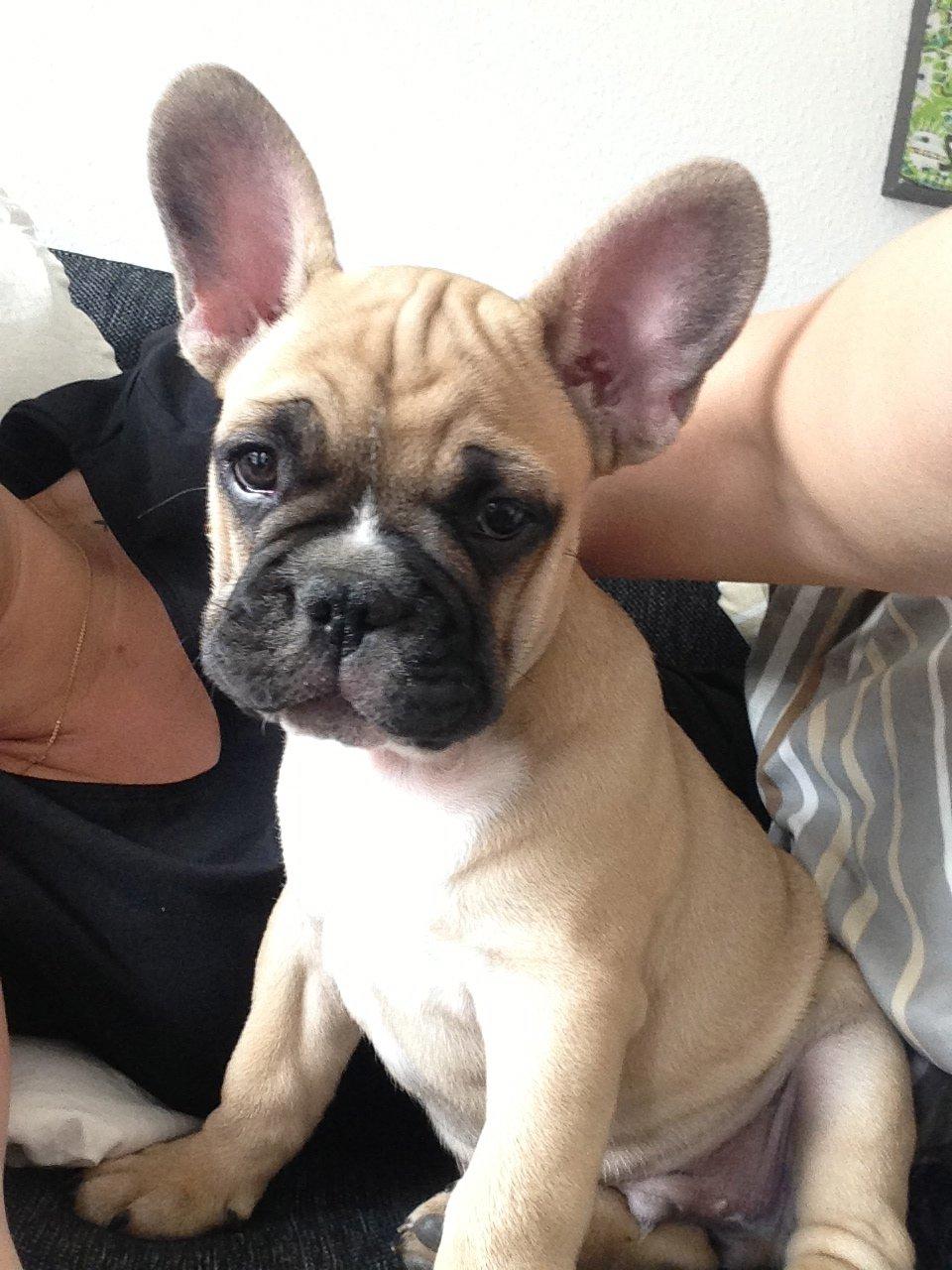 Fransk bulldog Joe - Joe da han var helt lille.. :) billede 27