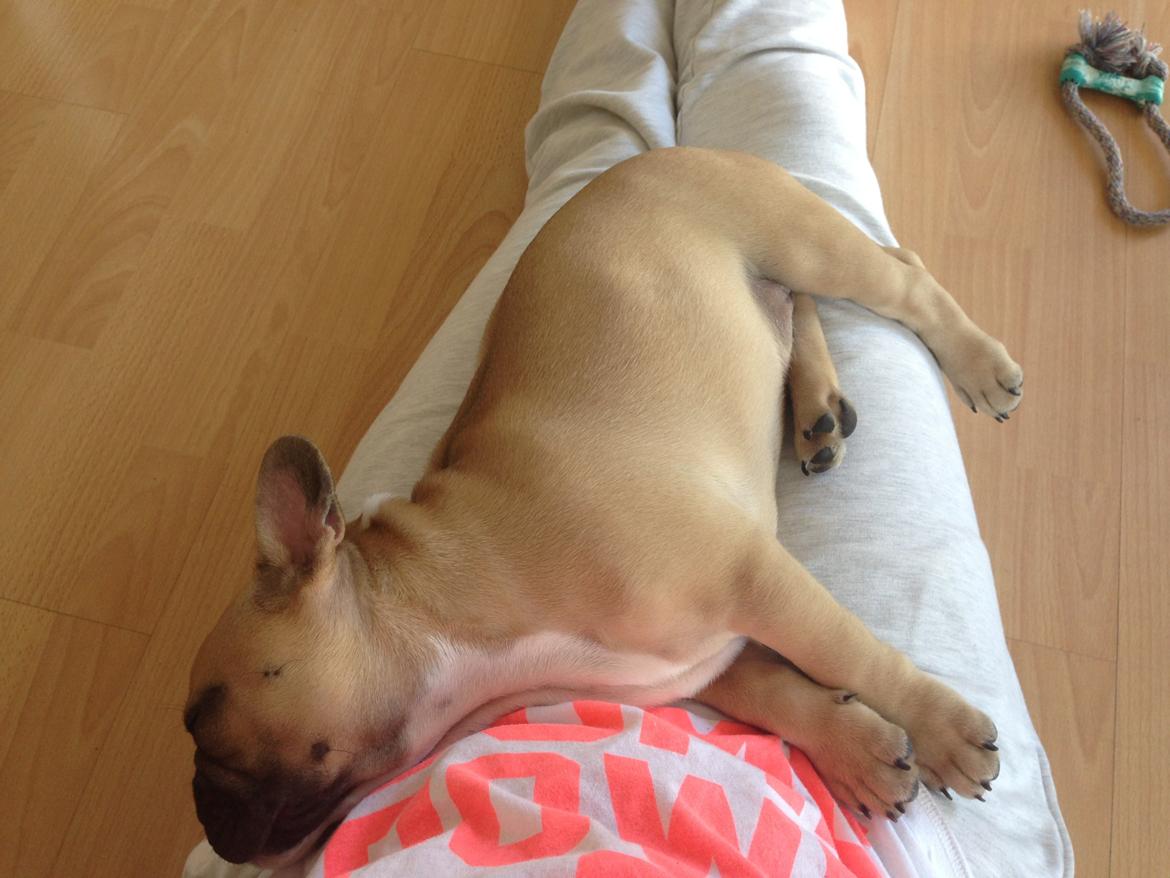 Fransk bulldog Joe - Det er bedst og sove på mors skød..  billede 37