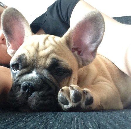 Fransk bulldog Joe - Hygger i sofaen.. :) billede 36