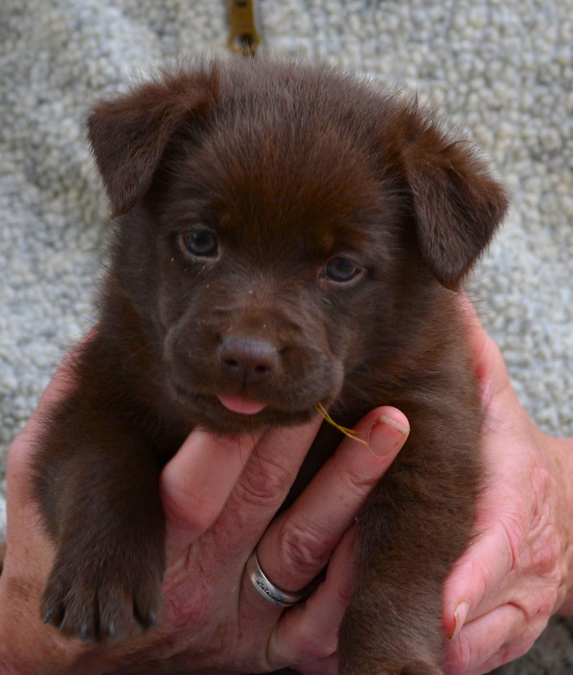 Australsk kelpie Tarrawangas Bingo (Dingo) billede 1