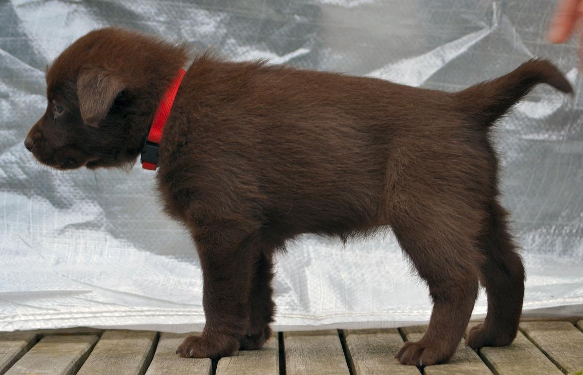 Australsk kelpie Tarrawangas Bingo (Dingo) - 5 uger gammel. billede 2