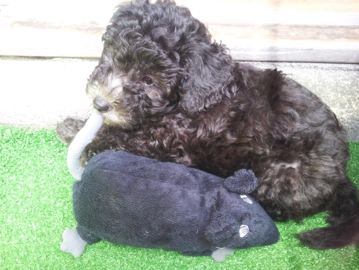 Dværgpuddel Basil - hyggetygger i sin yndlingsrotte billede 1