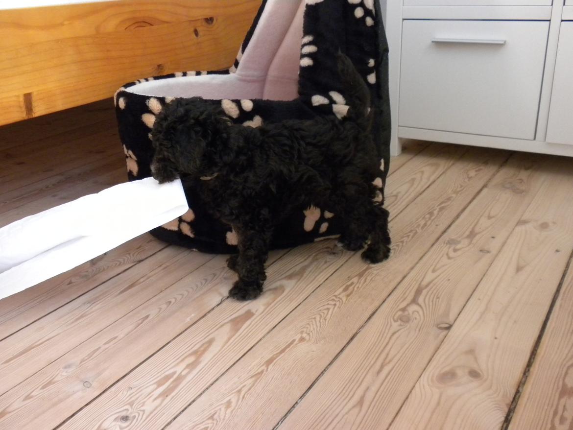 Dværgpuddel Basil billede 2