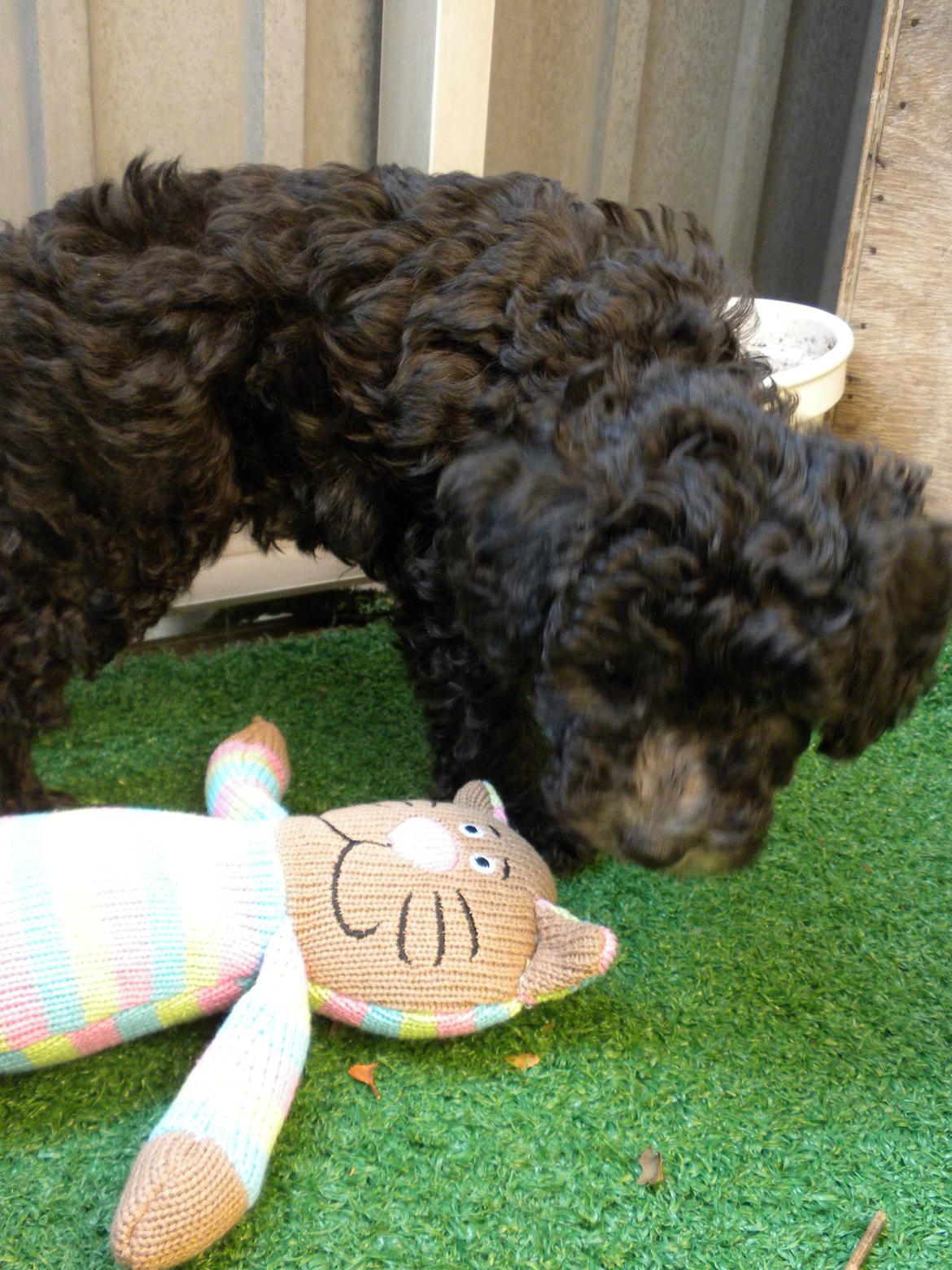 Dværgpuddel Basil - katten er også en god ven billede 3