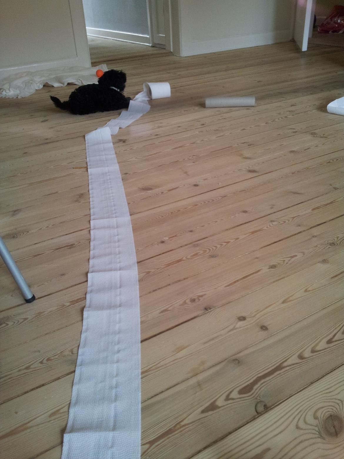 Dværgpuddel Basil - er i gang med at tørre op efter sig selv billede 4