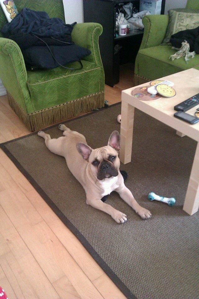 Fransk bulldog Perry billede 3